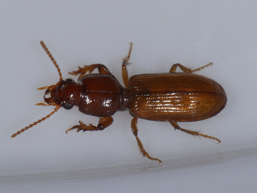 Clivina collaris?